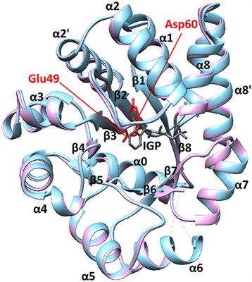 Millisecond Timescale Motions Connect Amino Acid Interaction Networks in Alpha Tryptophan Synthase